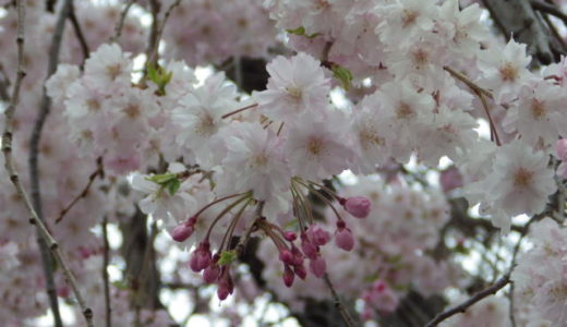 宮町(栃木市)2019桜まつりはいつからいつまで?駐車場や屋台も調査