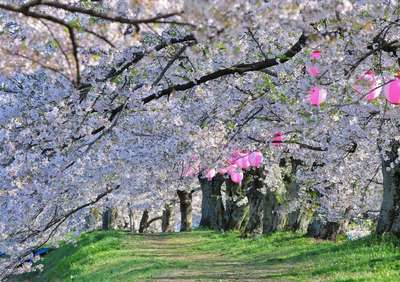 金崎の桜 栃木市 19桜祭りはいつからいつまで 屋台や駐車場も調査 子育て終了ママのお役立ちブログ